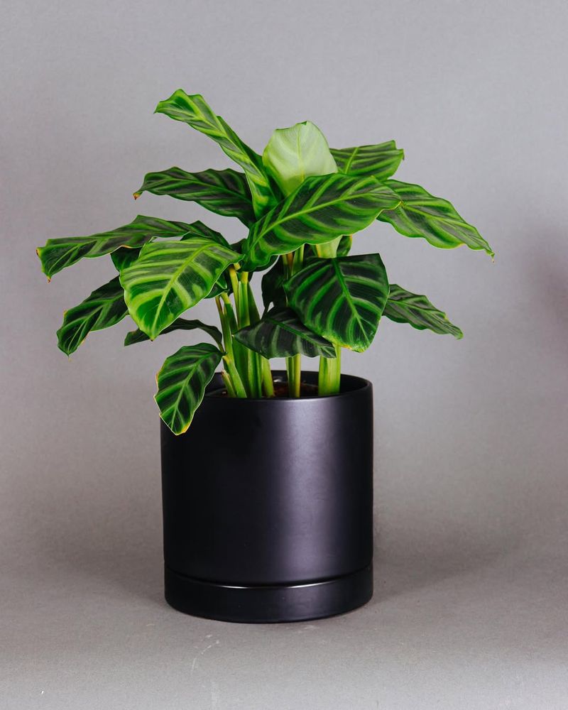 Calathea Zebrina