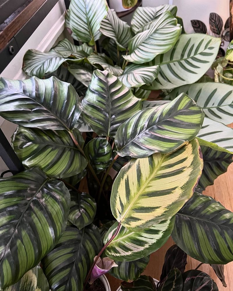 Calathea