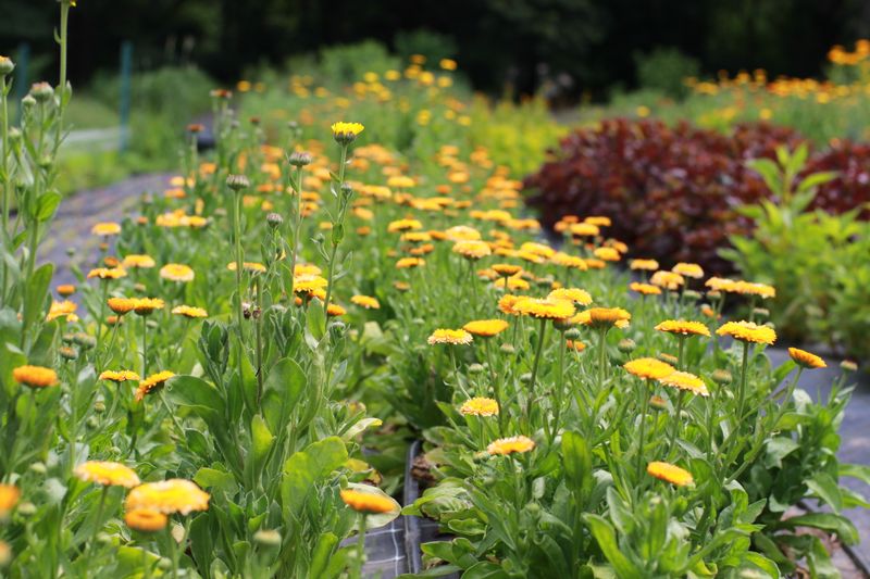 Calendula