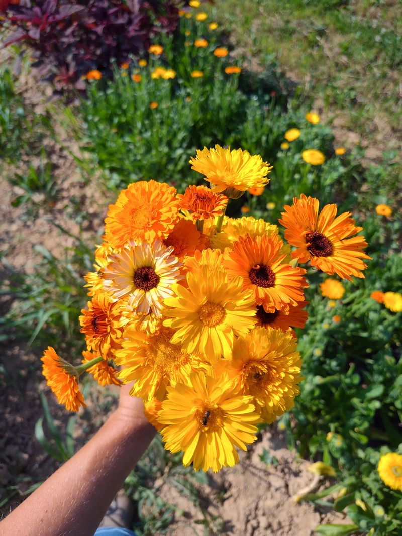 Calendula