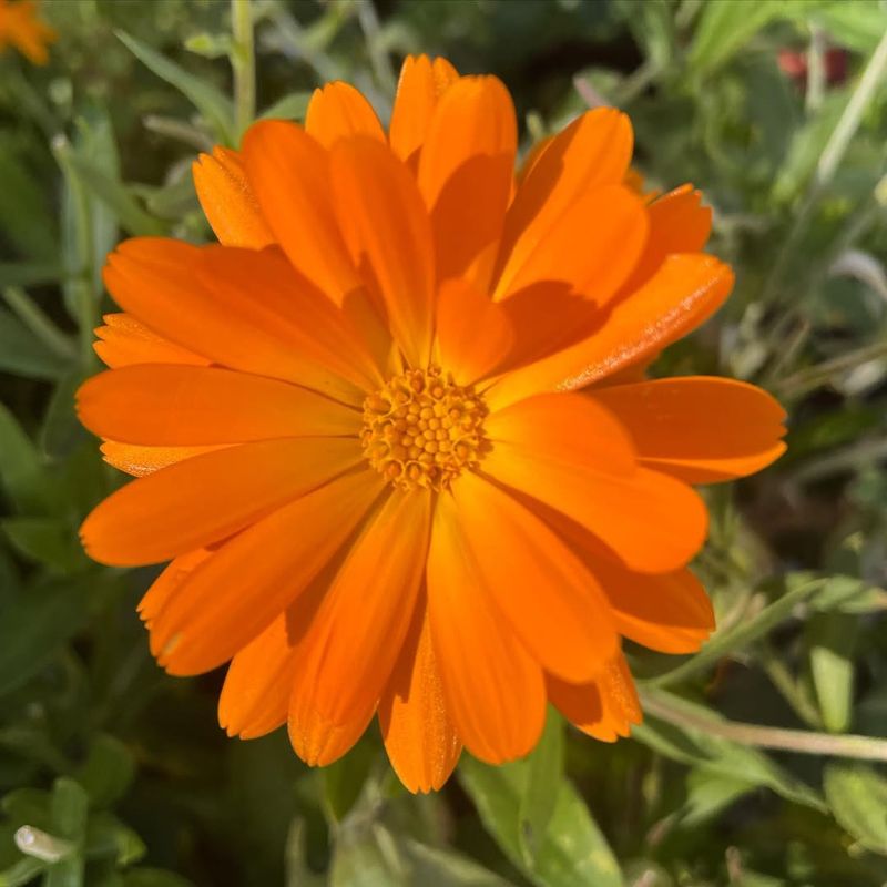 Calendula