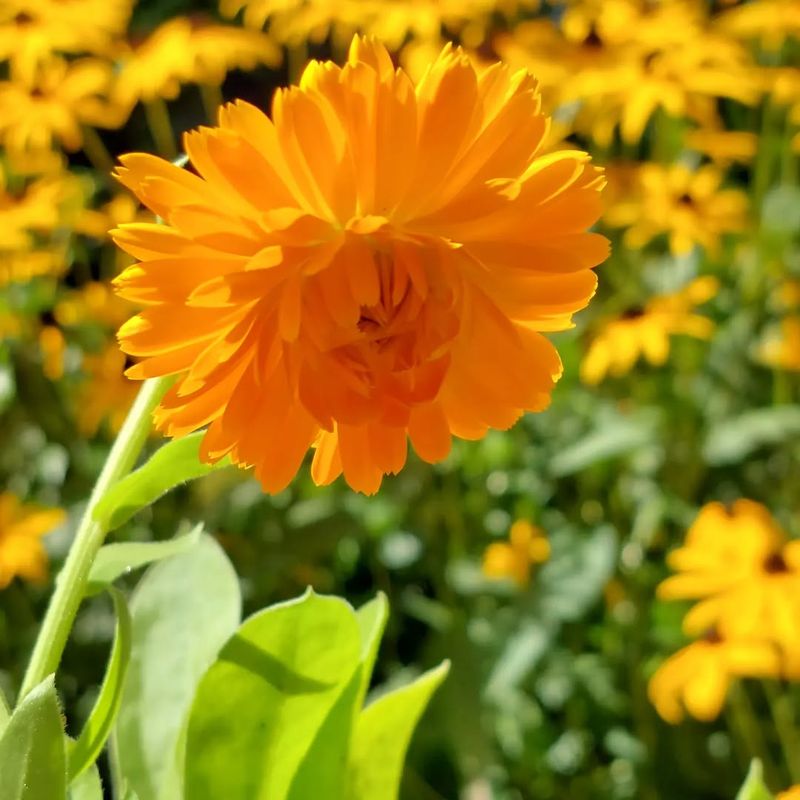 Calendula