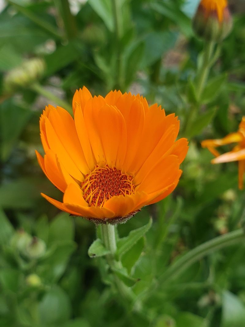 Calendula