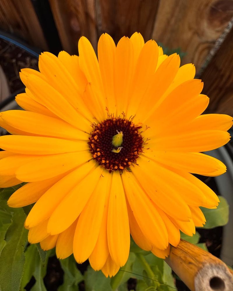 Calendula