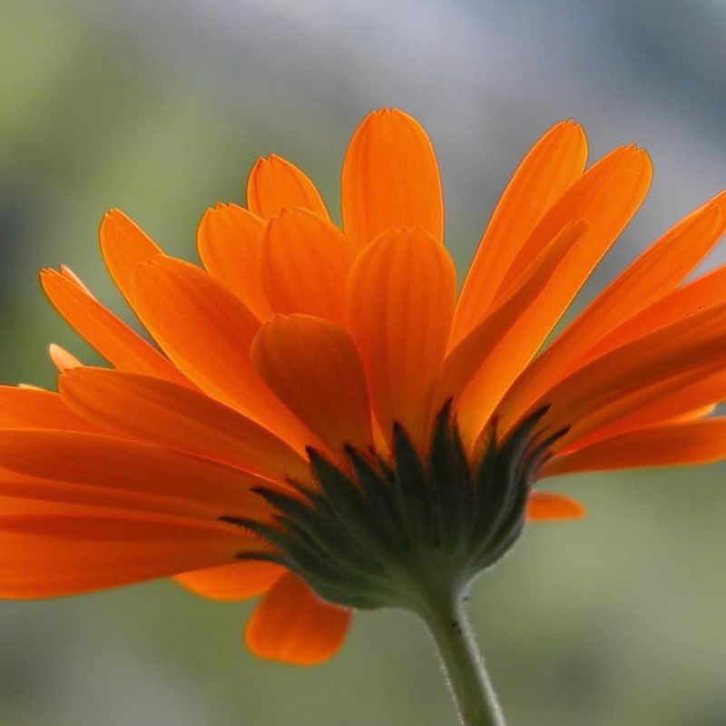 Calendula