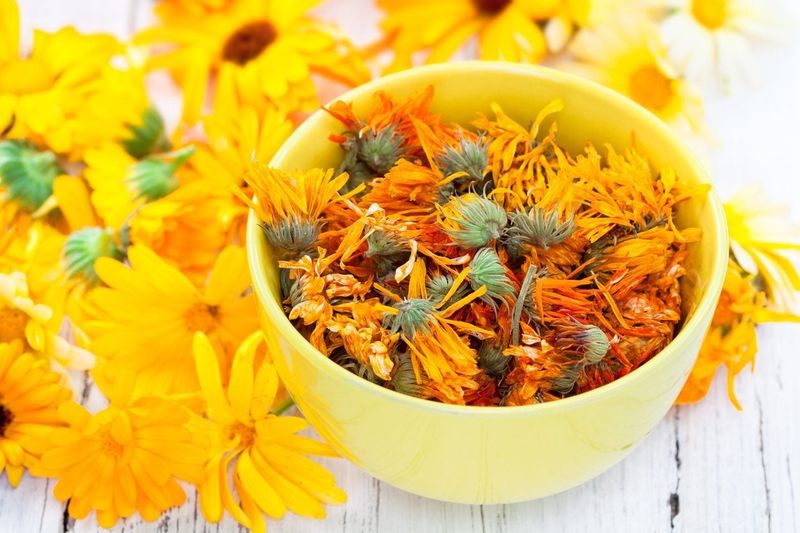 Calendula