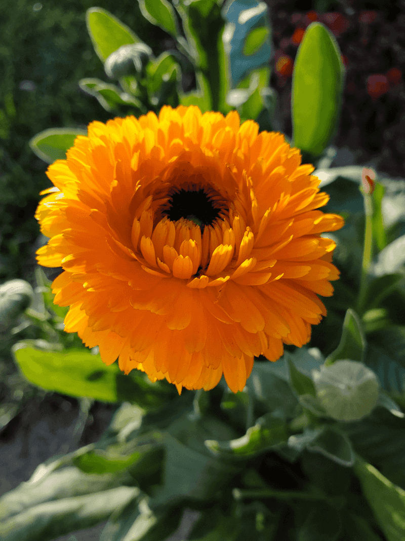 Calendula