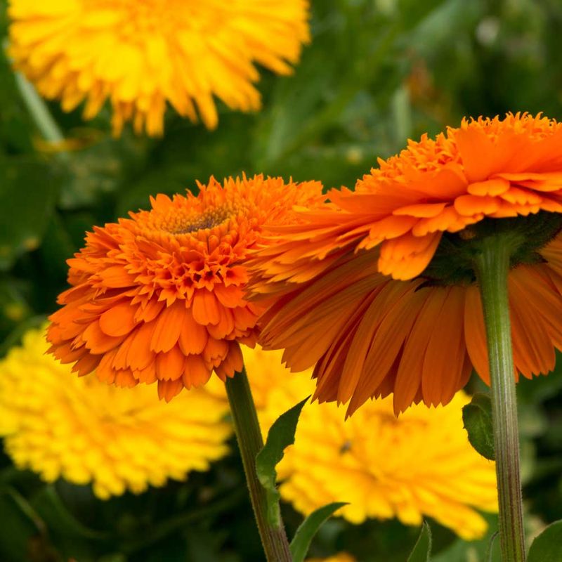 Calendulas