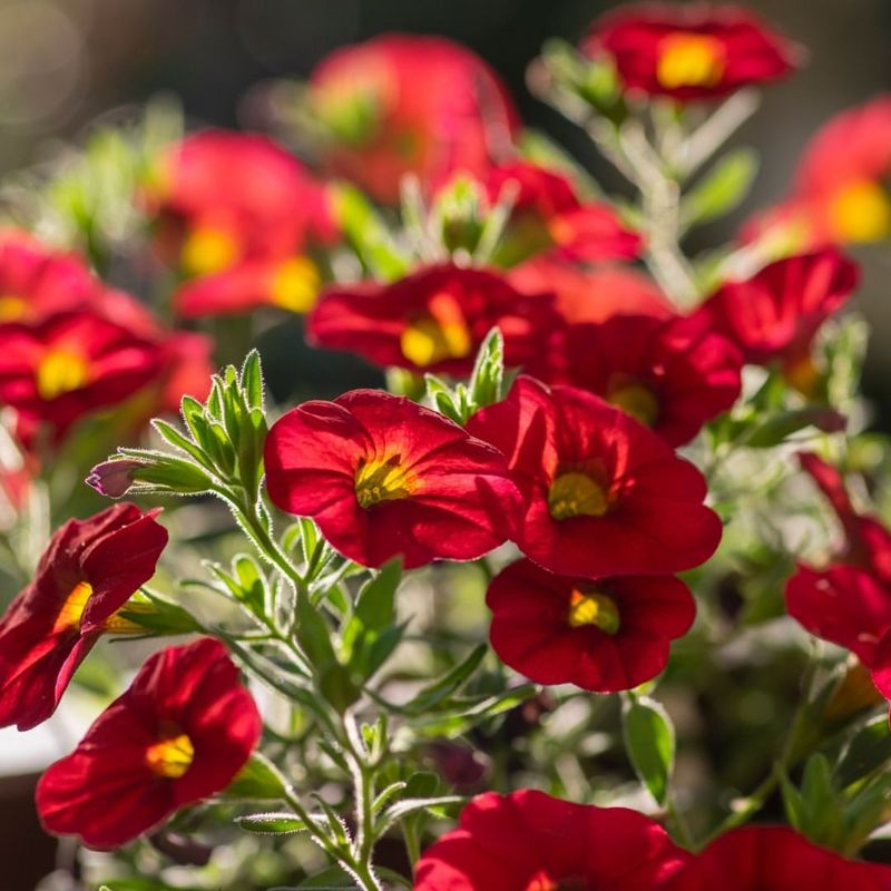 Calibrachoa