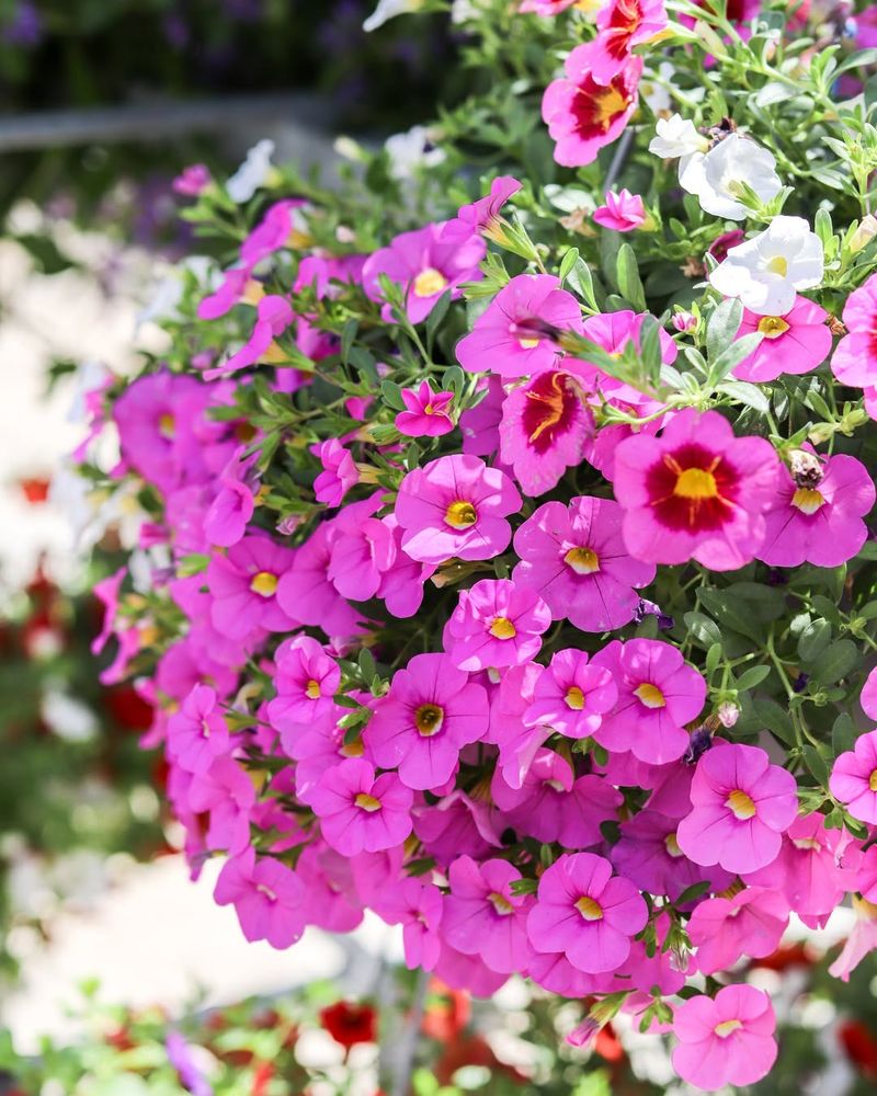 Calibrachoa