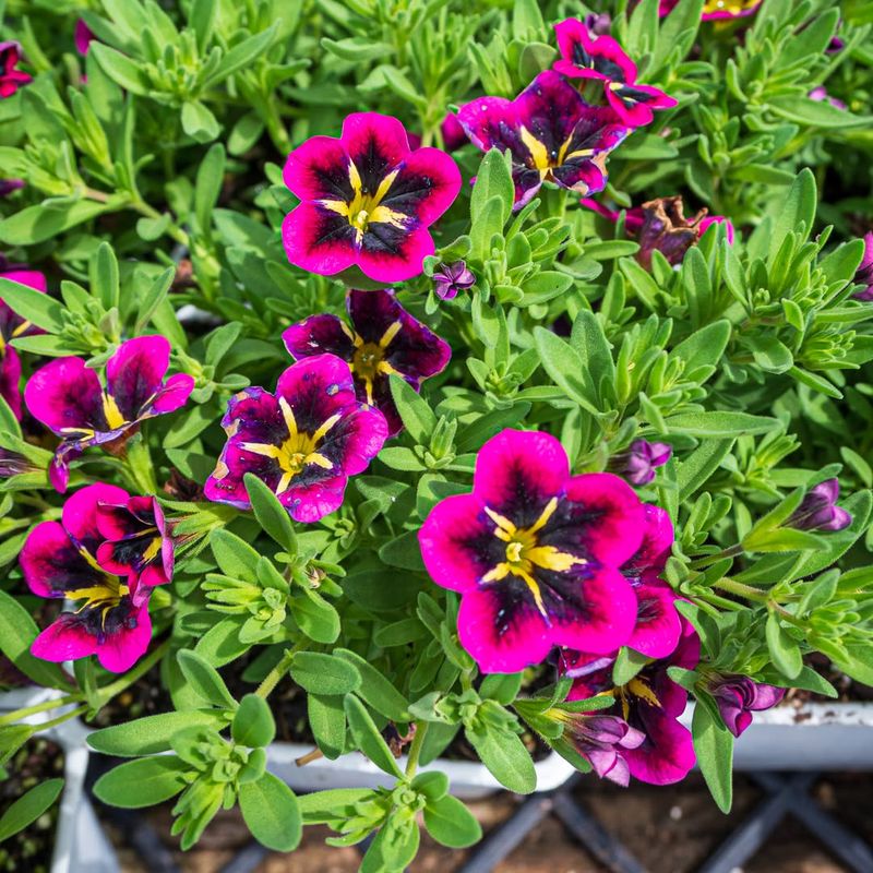 Calibrachoa