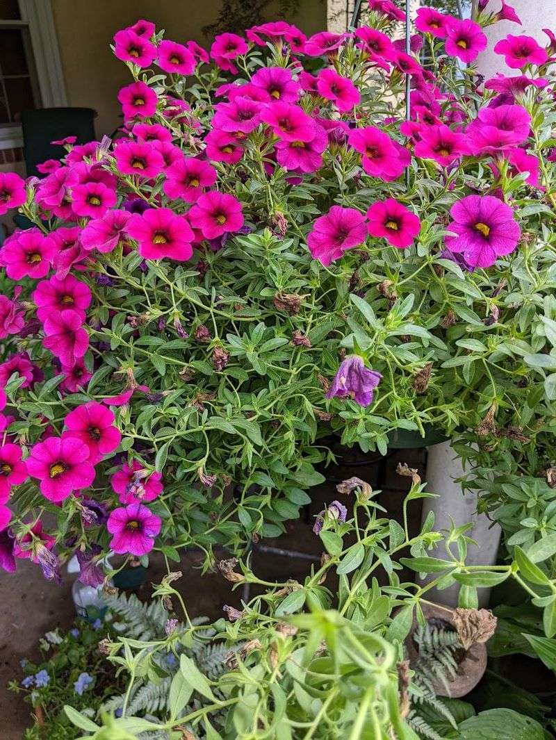 Calibrachoa