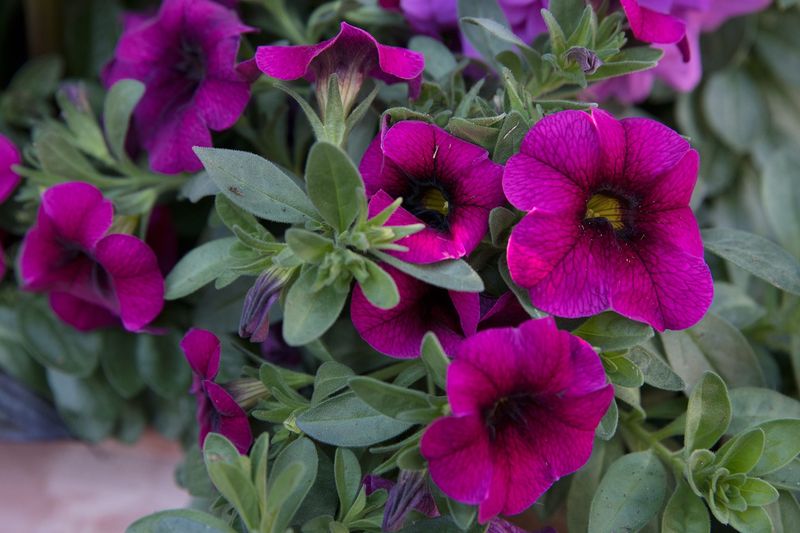 Calibrachoa (Million Bells)