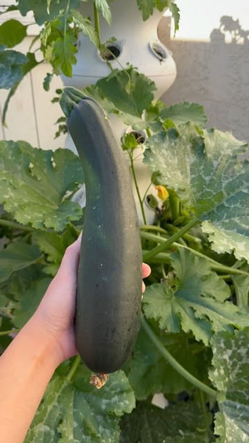 California's Gigantic Zucchini