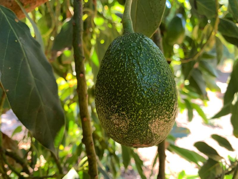 California: Avocado