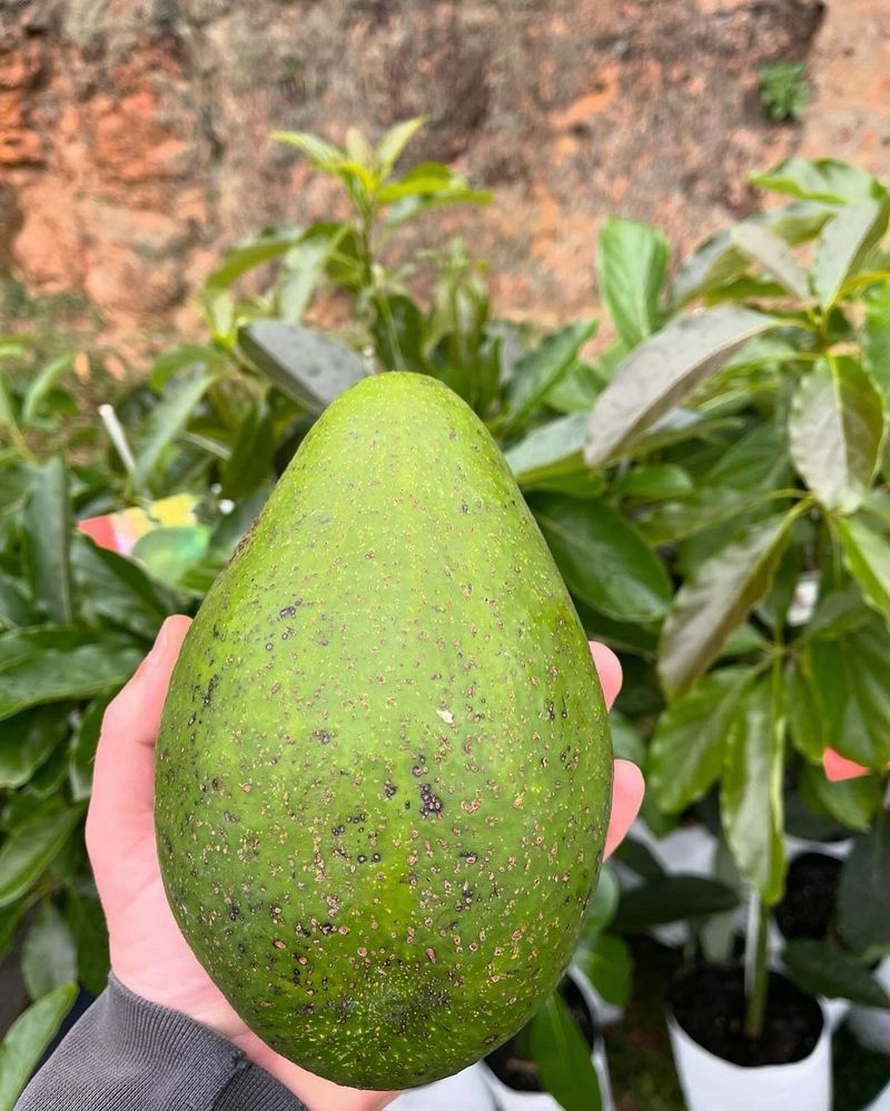 California - Giant Avocado