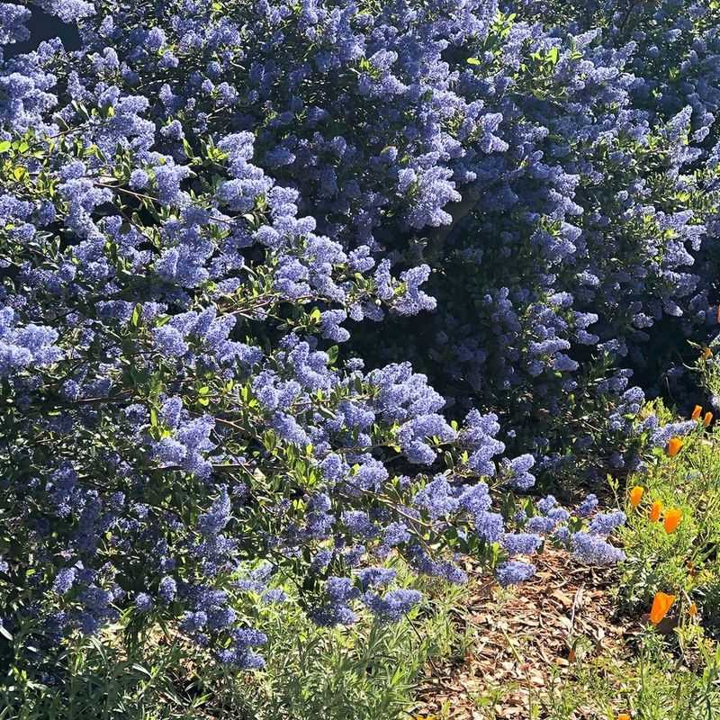 California Lilac