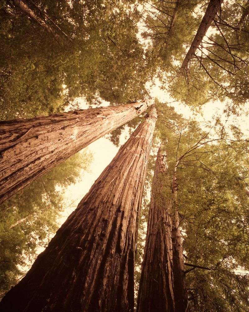 California Redwoods