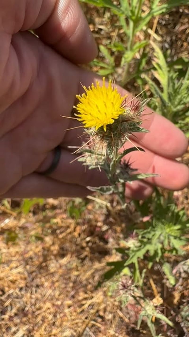 California: Yellow Starthistle