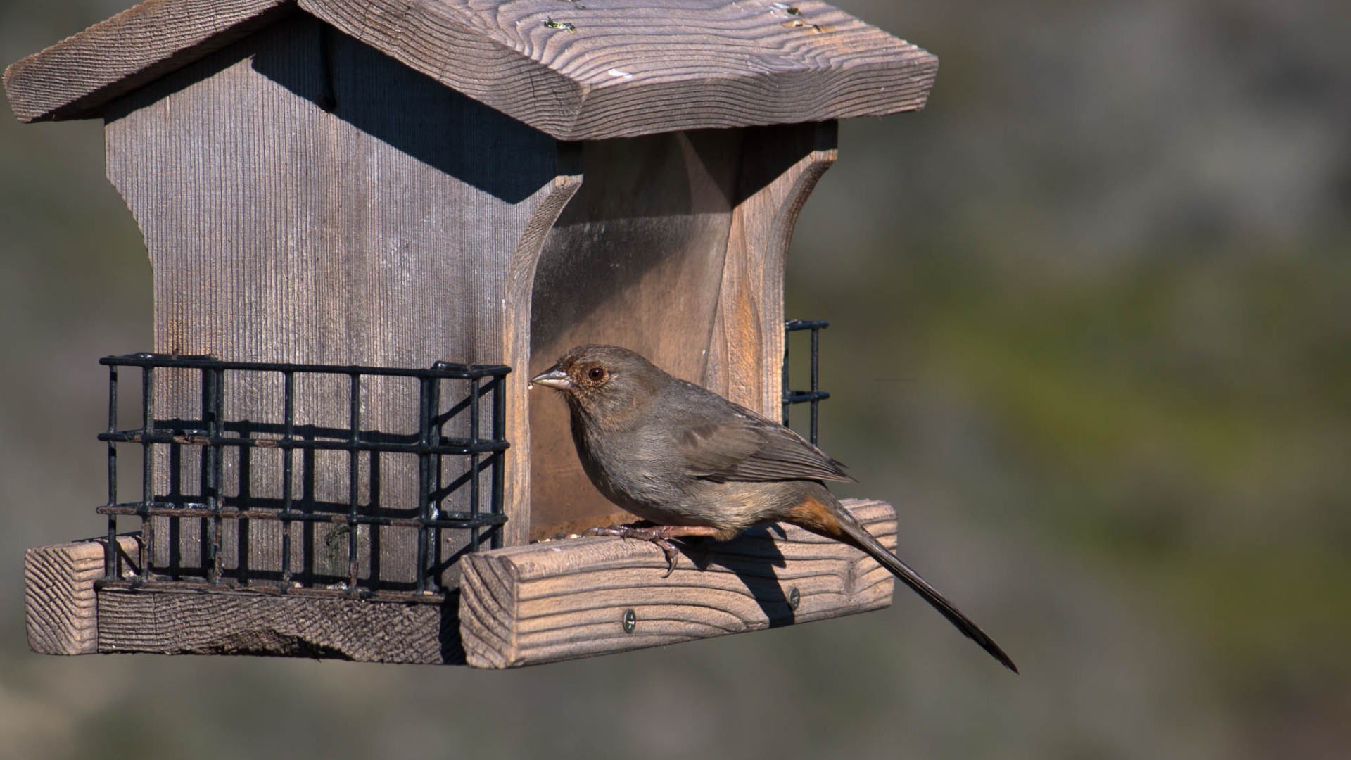 California towhee