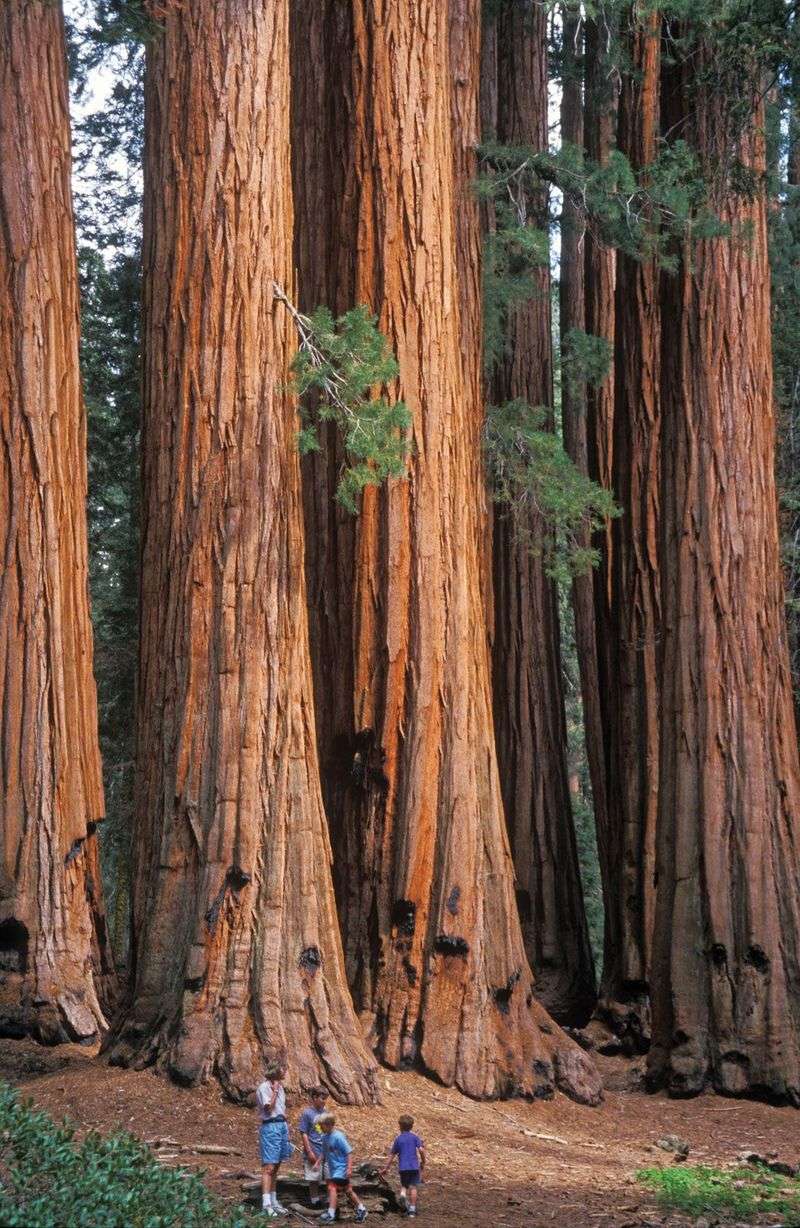 California's Redwood Giant