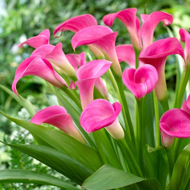 Calla Lily