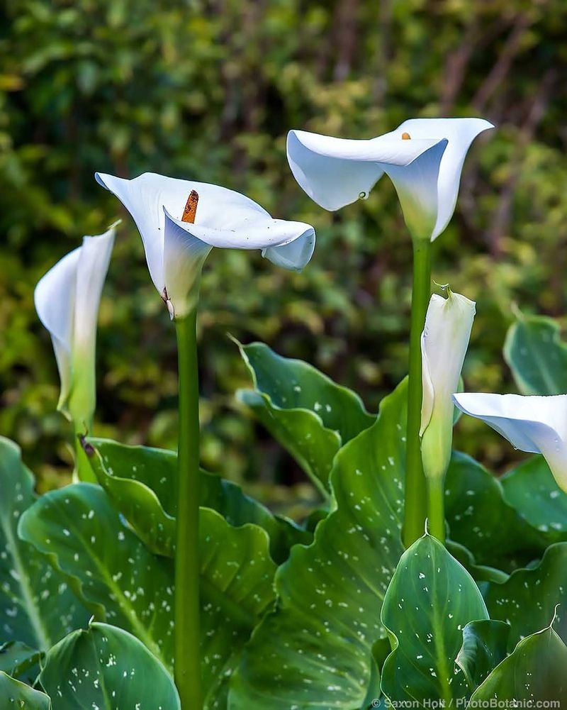 Calla Lily