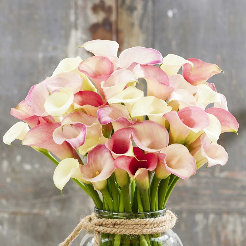 Calla Lily