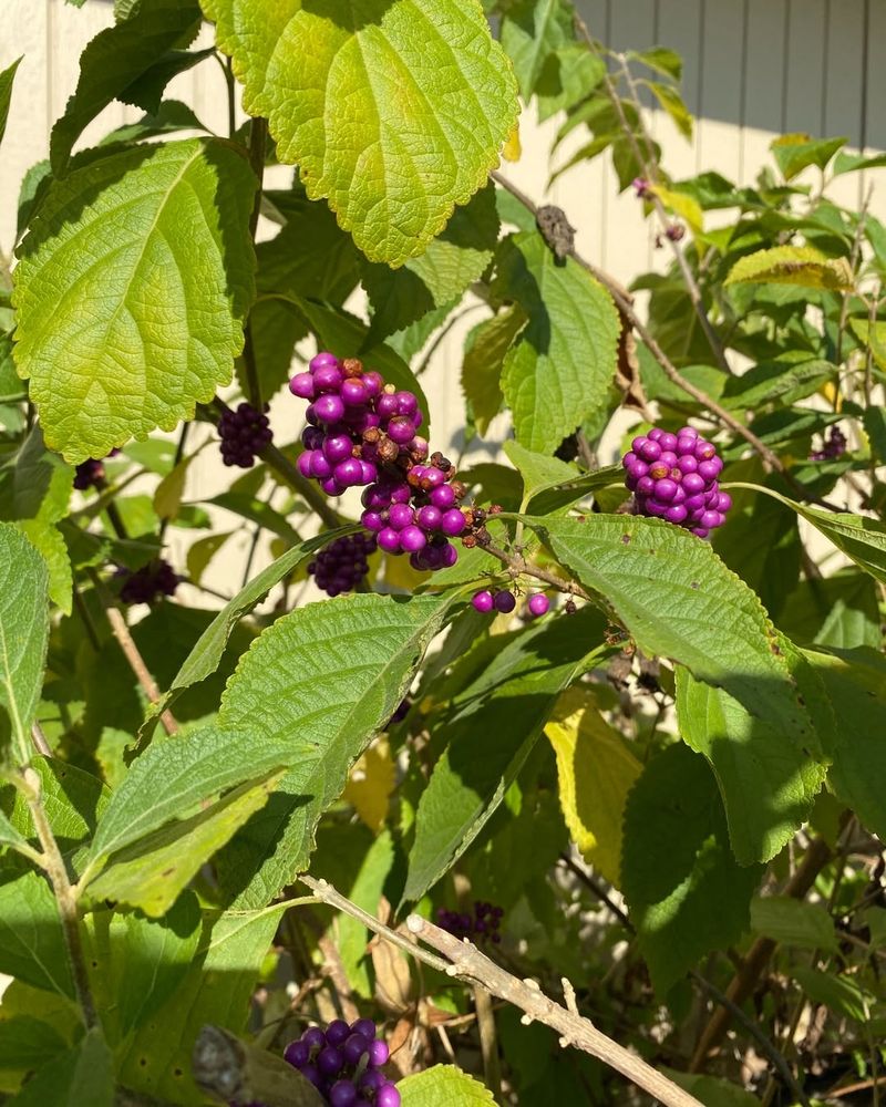 Callicarpa