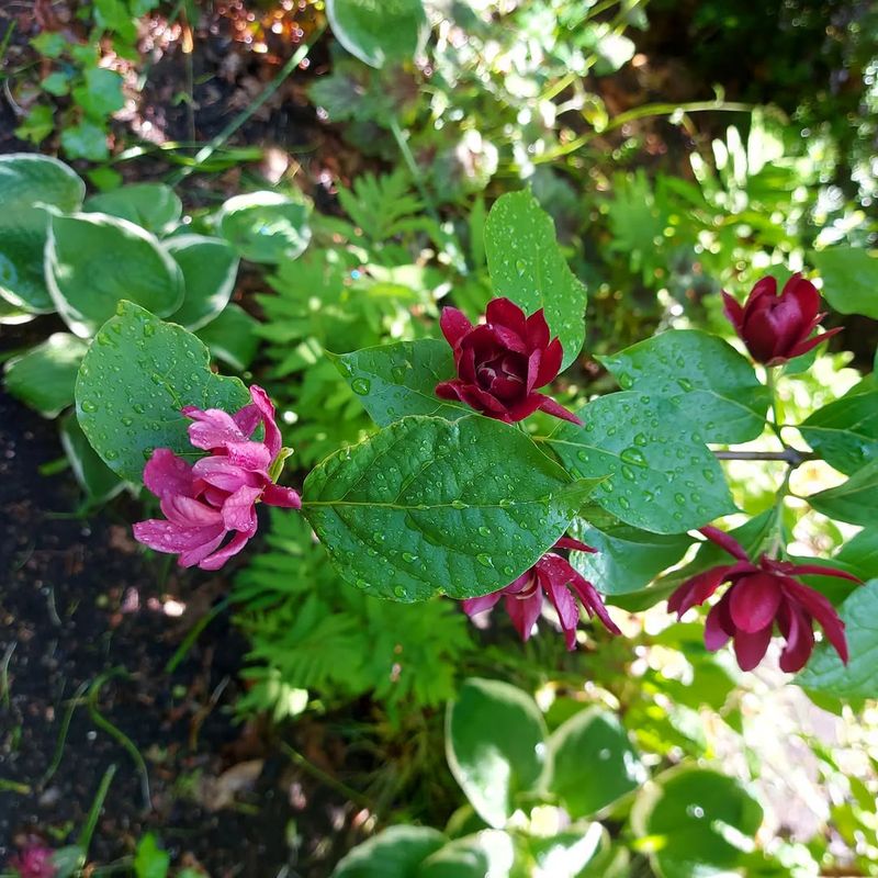 Calycanthus floridus