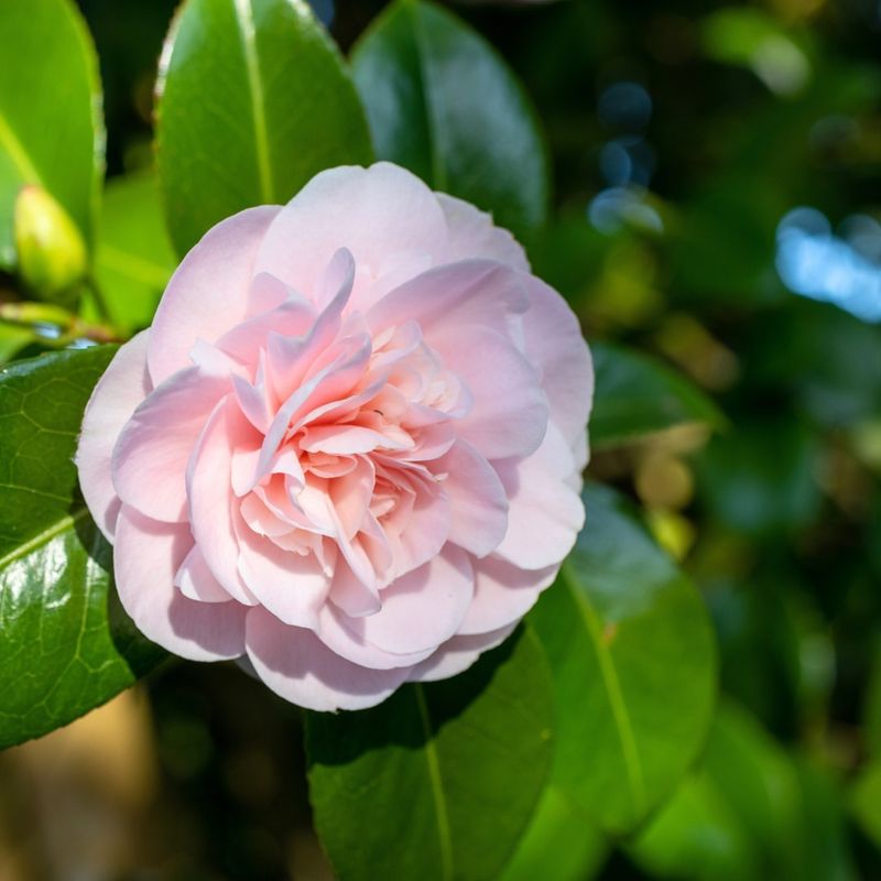 Camellia