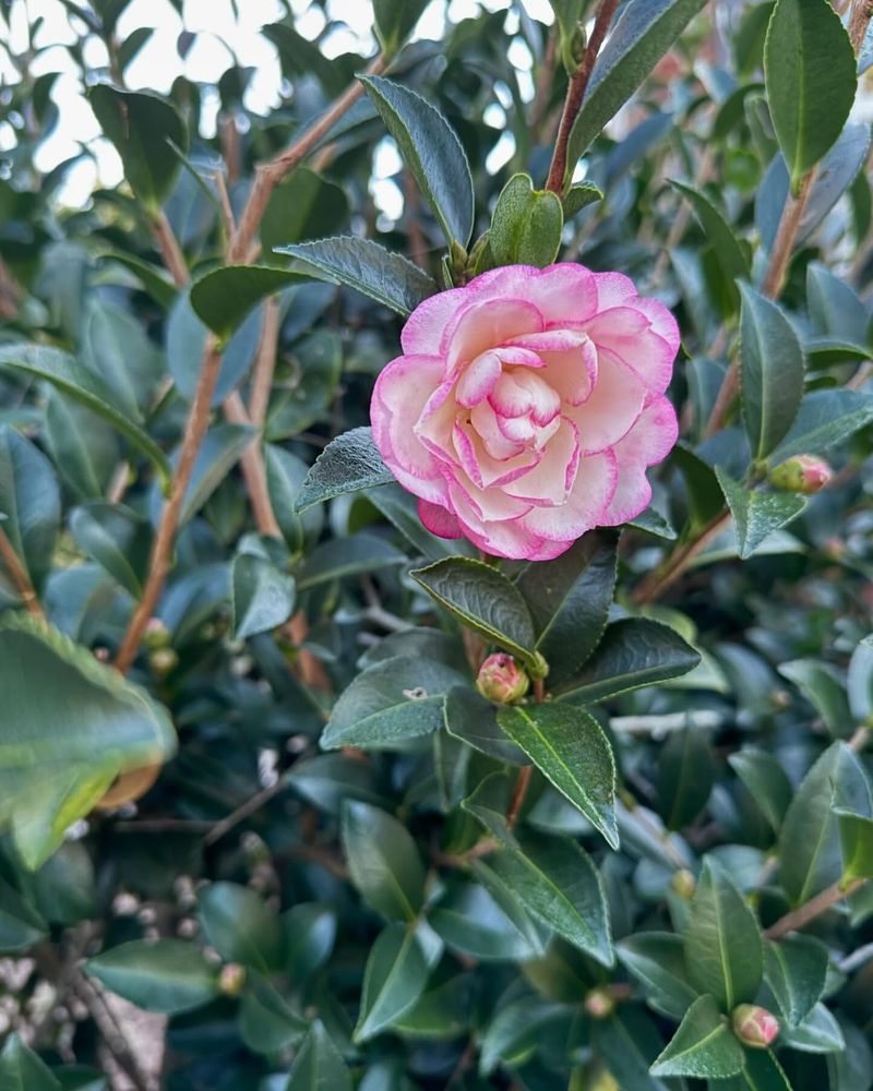 Camellia