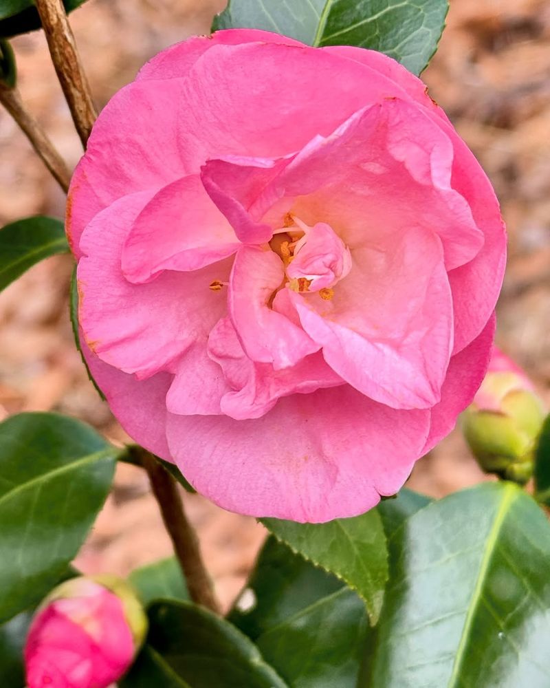 Camellia