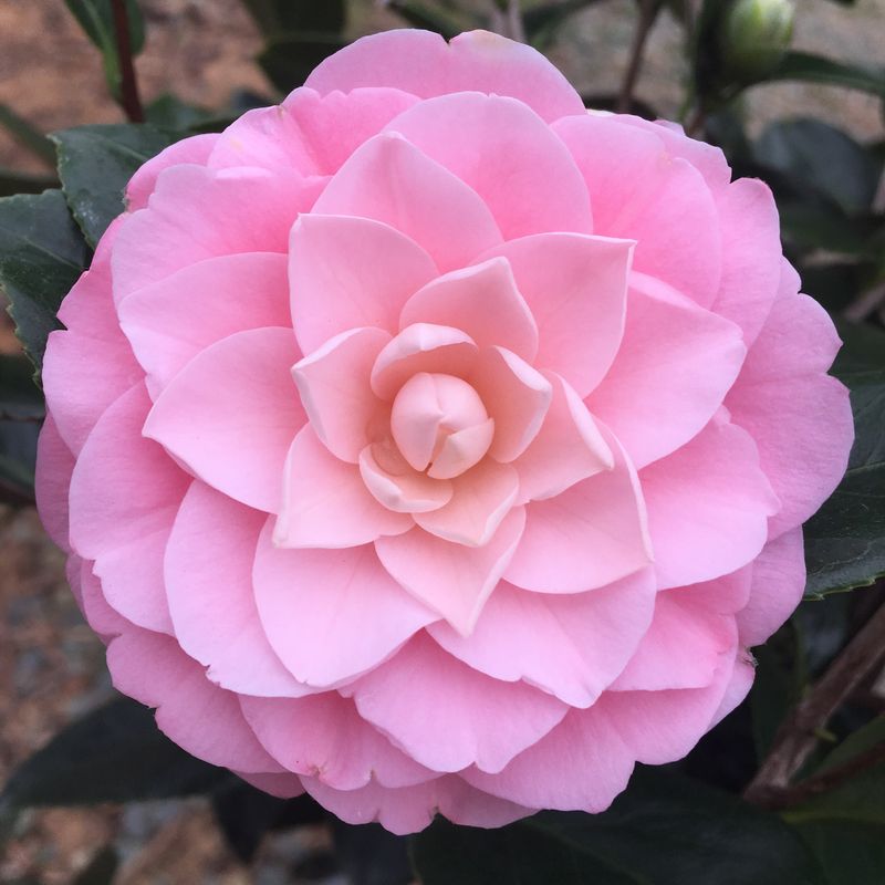 Camellia