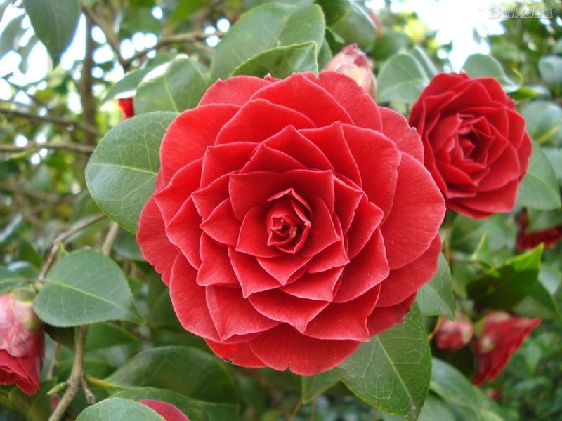 Camellia