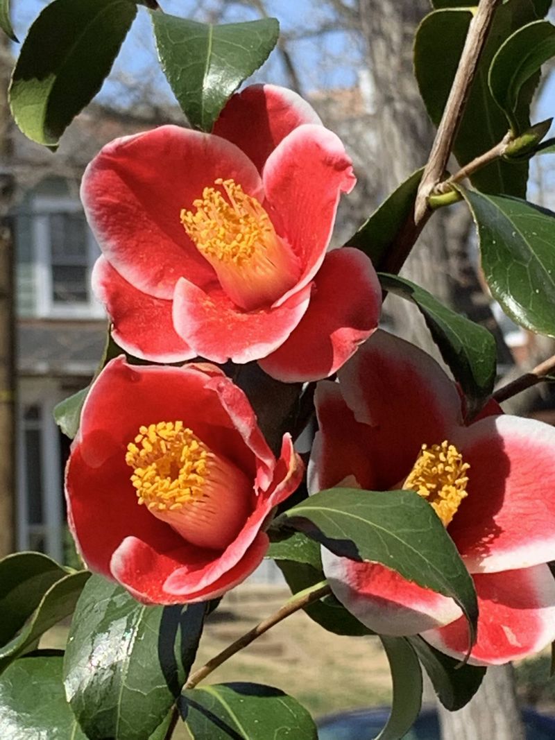 Camellia