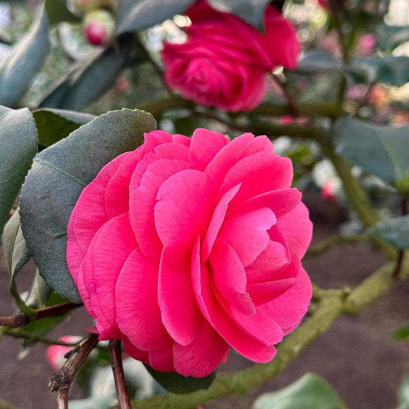 Camellia