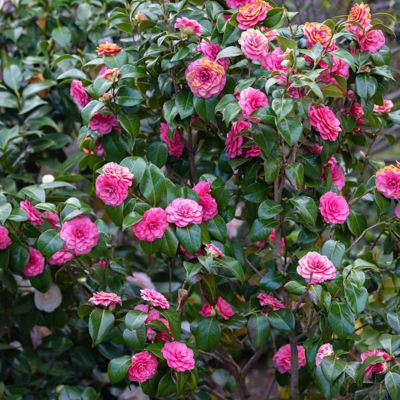 Camellia (Camellia japonica)