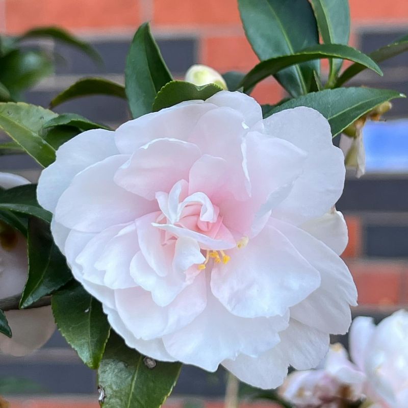 Camellias