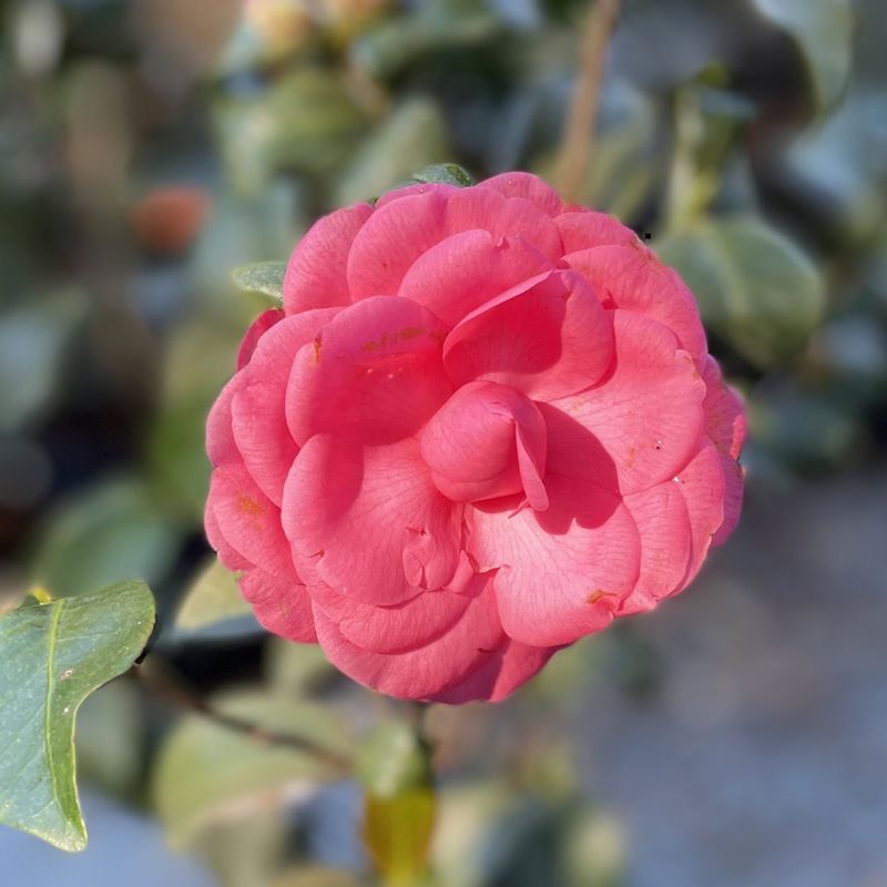 Camellias