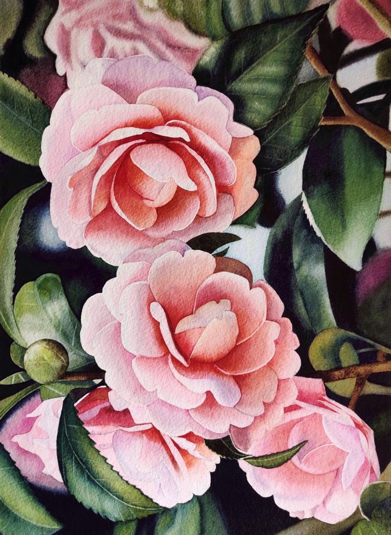 Camellias