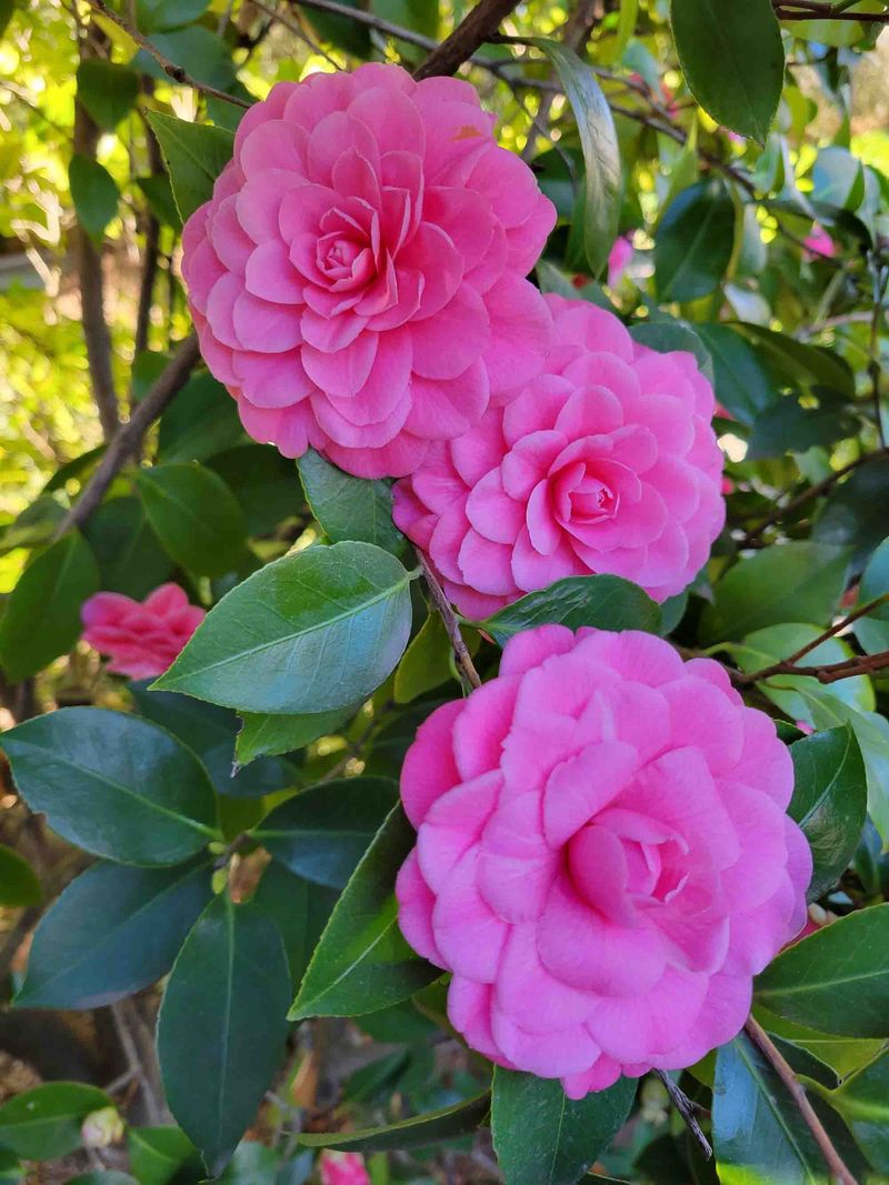 Camellias