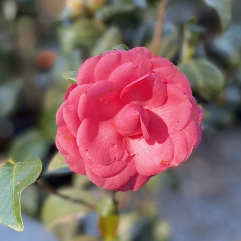 Camellias