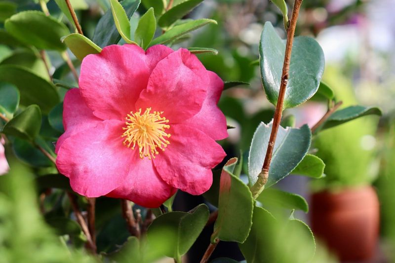 Camellias & Cyclamen