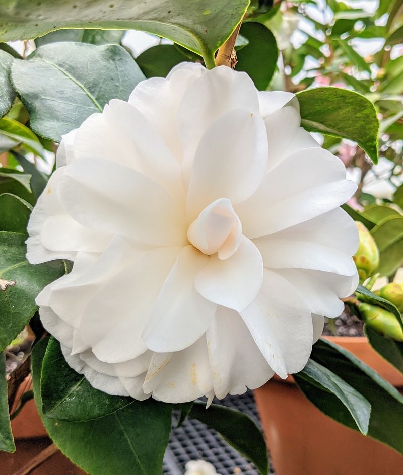 Camellias