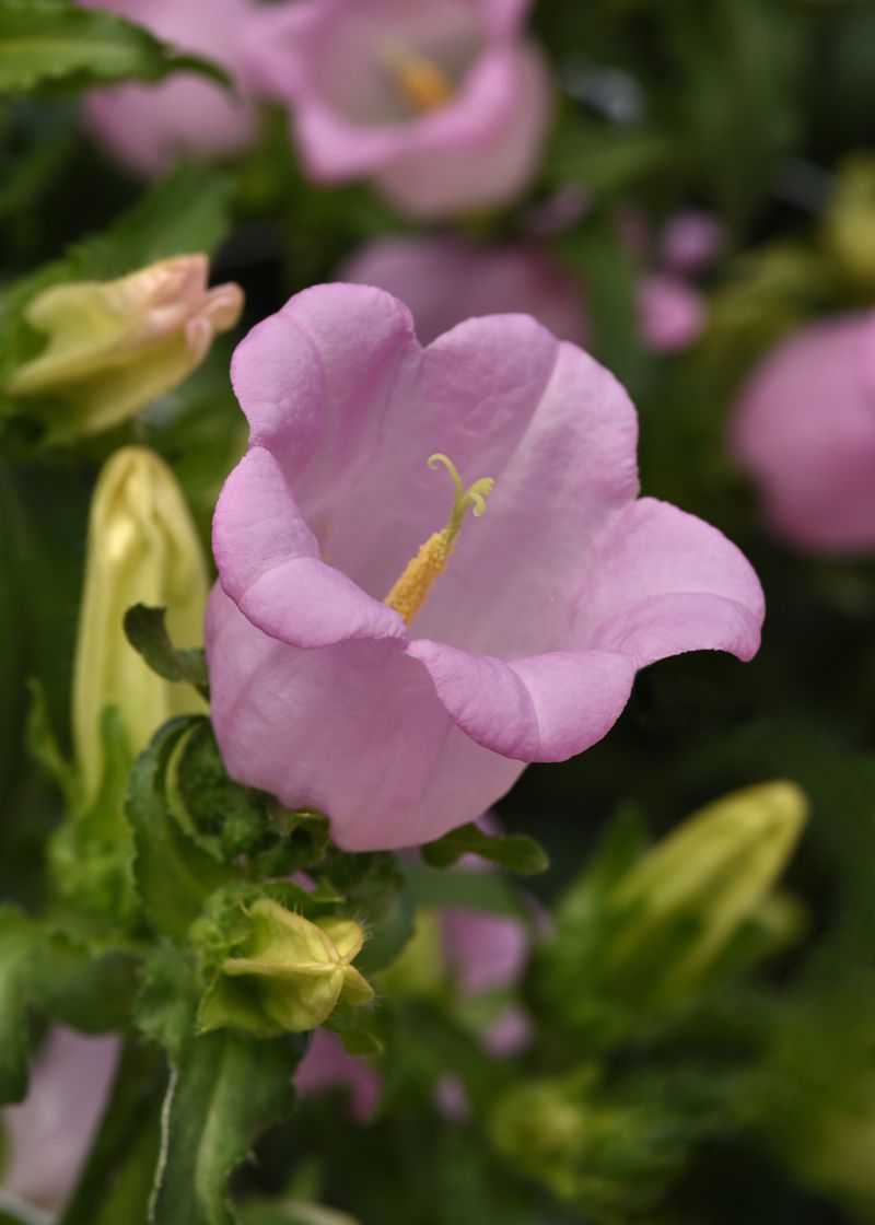 Campanula