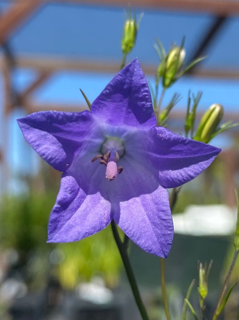 Campanula