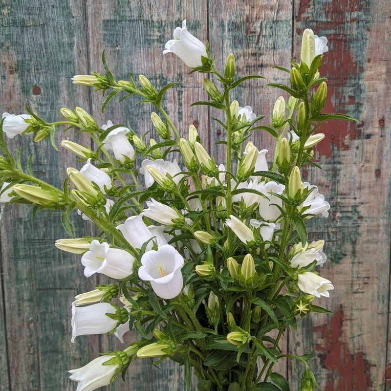 Campanula