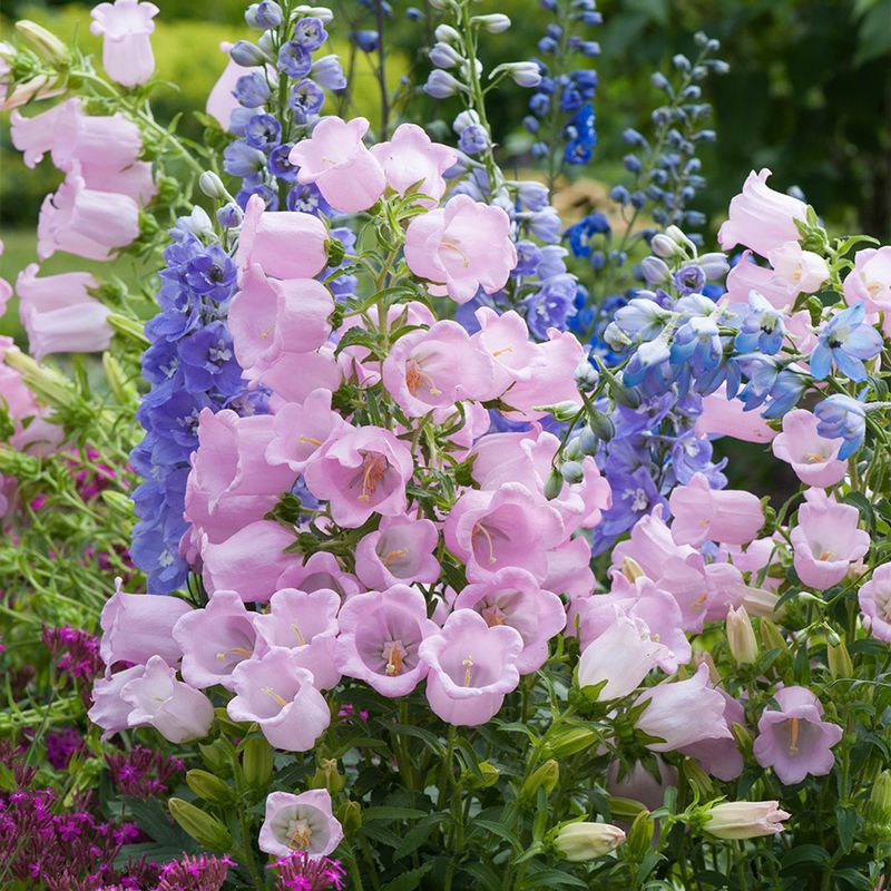 Campanula