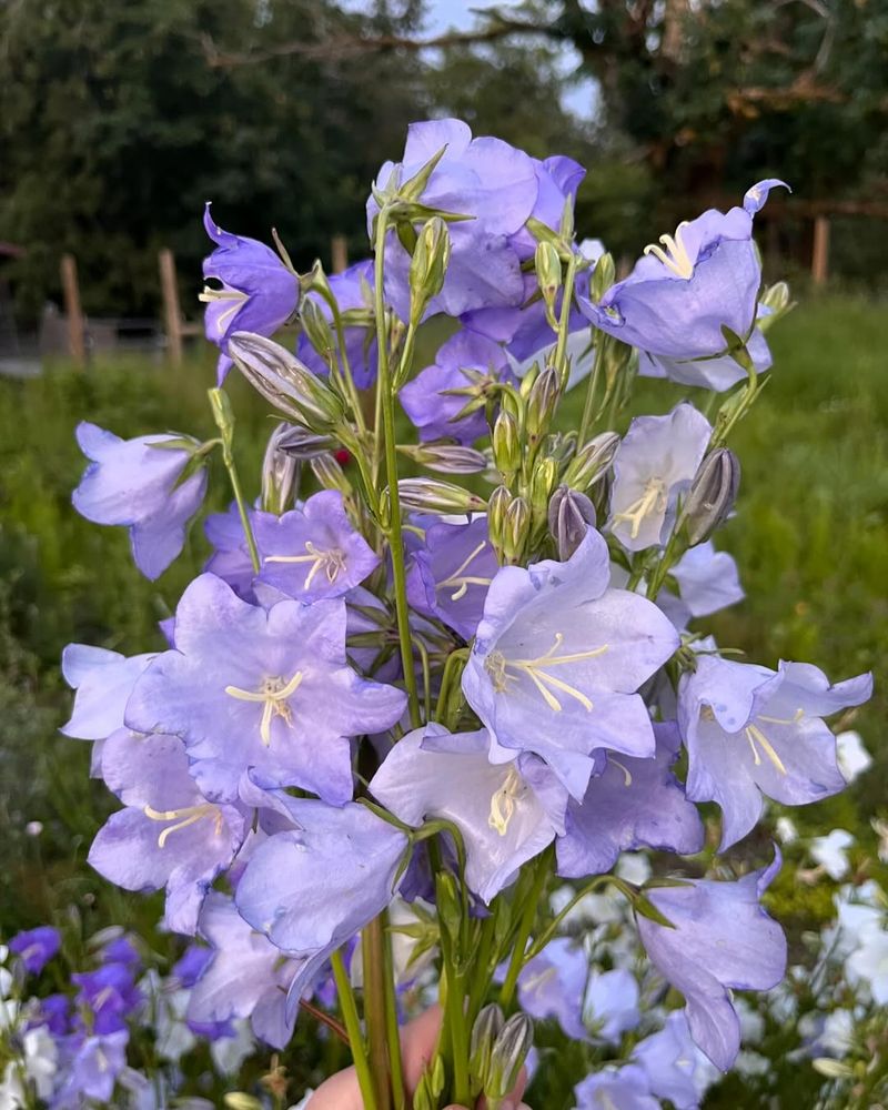 Campanula